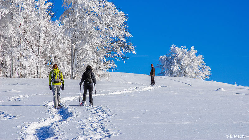 Plateau de l'Aubrac sous la neige