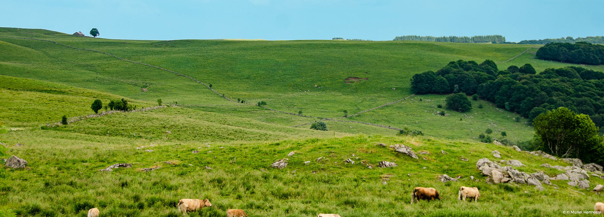 Plateau de l'Aubrac