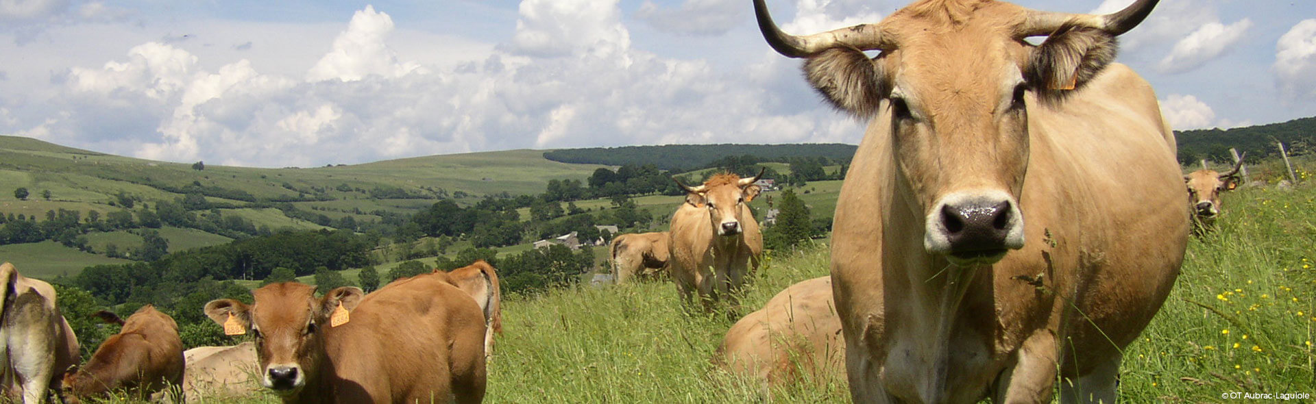 Randonnée sur le plateau de l'Aubrac